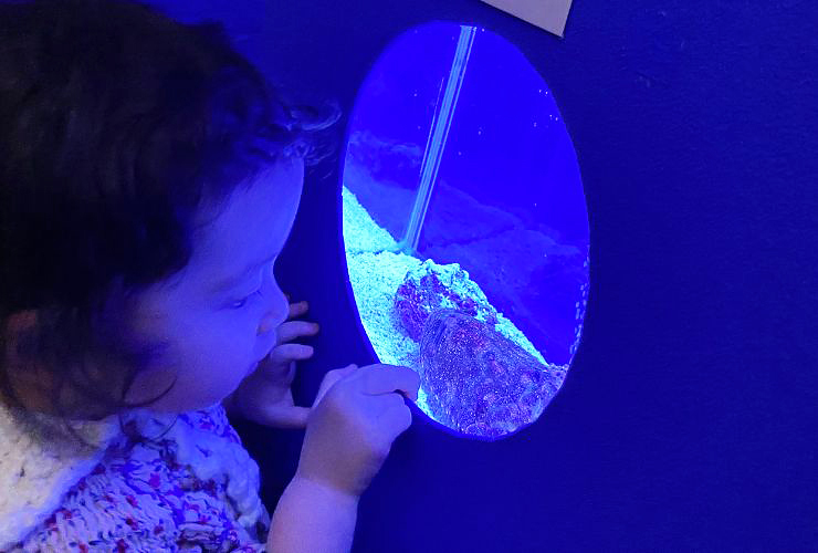 小さい子どもも楽しい、小さな水族館を大満喫してきました！ 【愛媛/新居浜市】