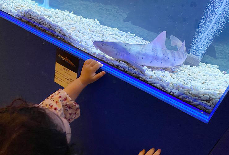 小さい子どもも楽しい、小さな水族館を大満喫してきました！ 【愛媛/新居浜市】