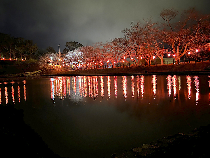 宇和の夜桜はココへ！ 宇和運動公園桜まつり前夜祭 【愛媛/西予市】