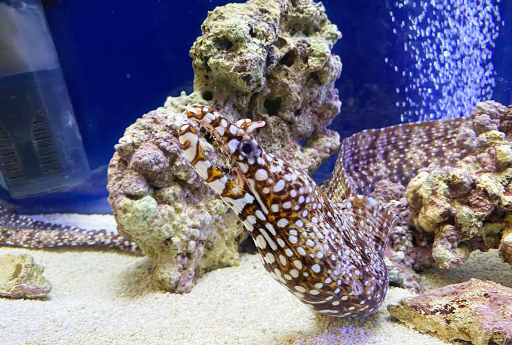 小さい子どもも楽しい、小さな水族館を大満喫してきました！ 【愛媛/新居浜市】