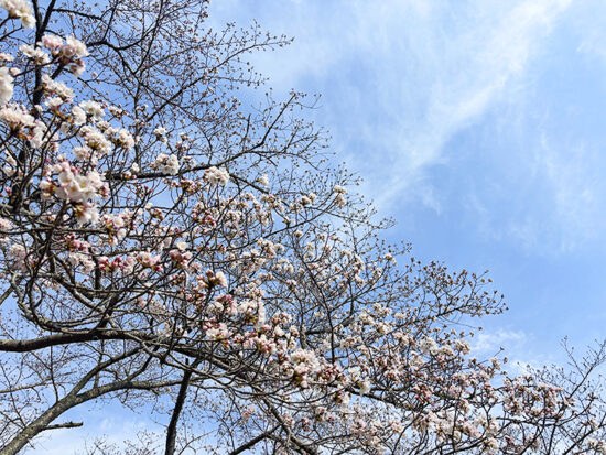 宇和運動公園桜まつり0-0