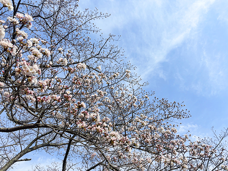 宇和町の桜スポット！ 宇和運動公園桜まつり 【愛媛/西予市】