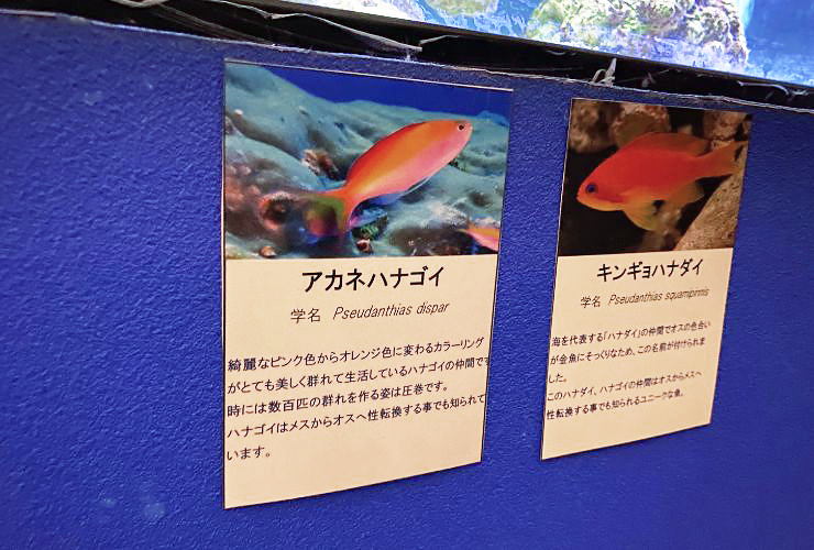 小さい子どもも楽しい、小さな水族館を大満喫してきました！ 【愛媛/新居浜市】