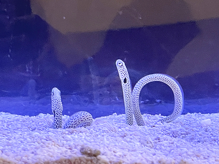 遊べる水族館 in イオンモール新居浜でワクワク体験 【愛媛/新居浜市】