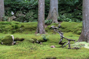 苔筵（こけむしろ）｜愛媛県西予市の幻想的な苔庭を堪能する観光スポット
