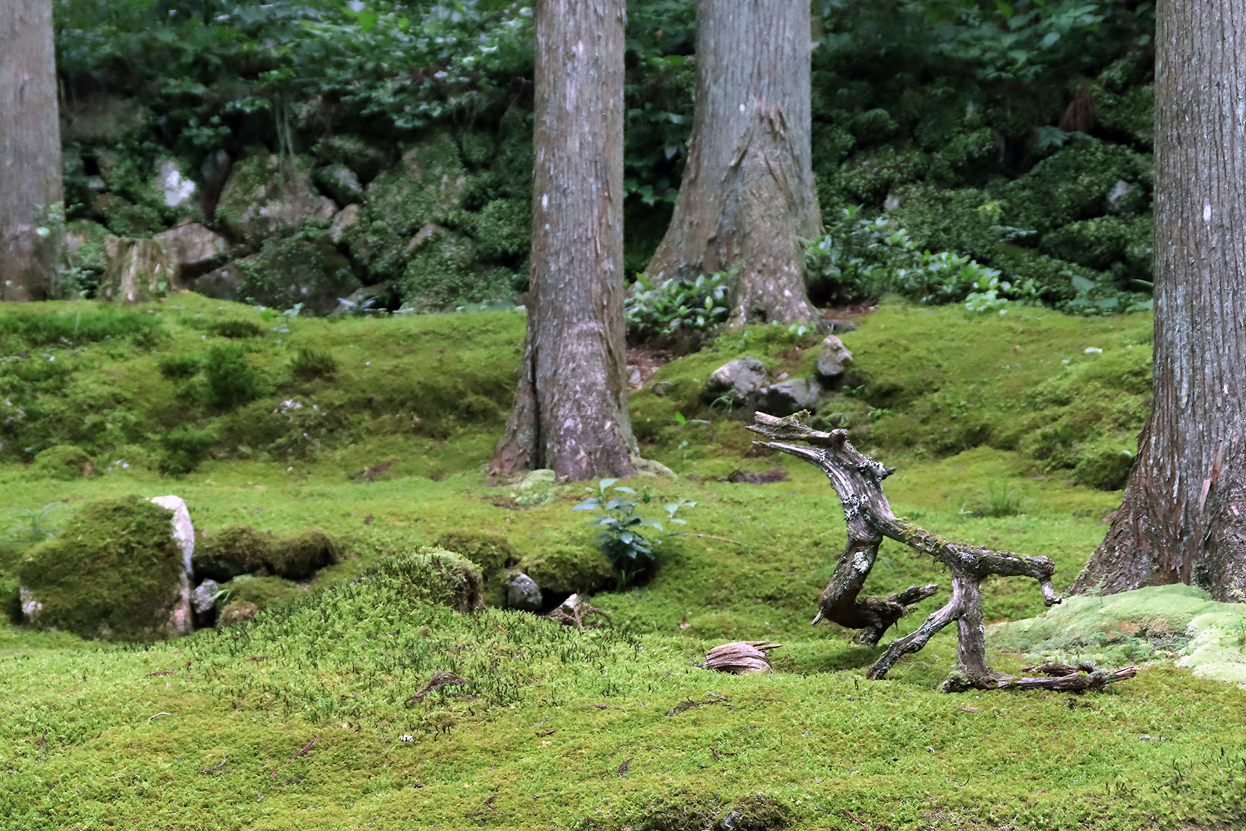 苔筵（こけむしろ）庭園風景