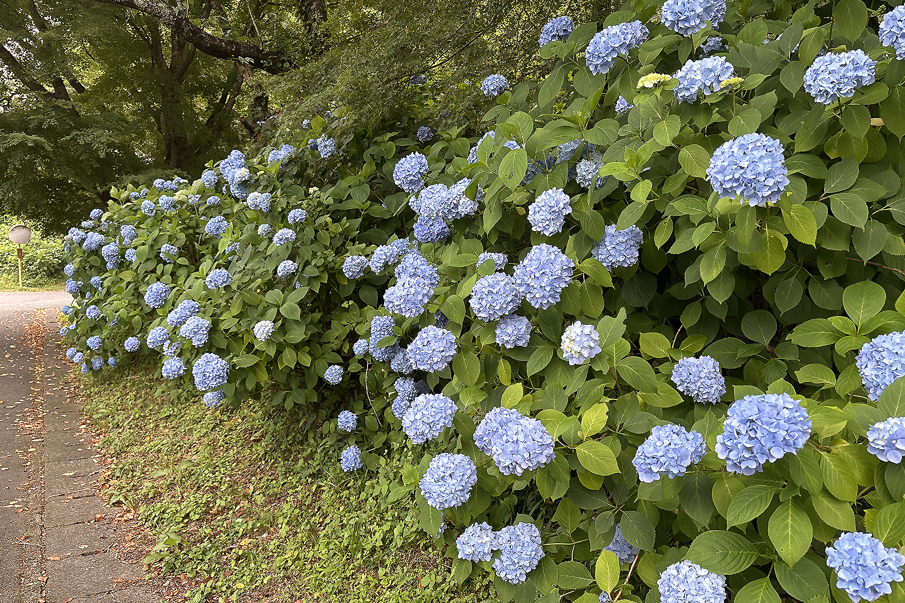 苔筵（こけむしろ）無料駐車場前の道端に咲く紫陽花の花