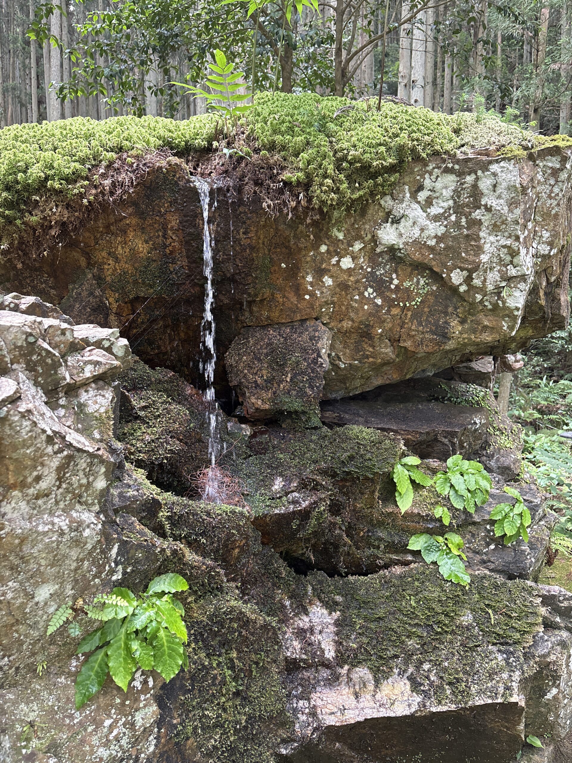 苔庭 庭園内の様子