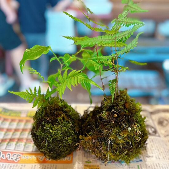 【えひめエコ・ハウスイベント「森であそぼう~苔玉づくり」】自然の中で五感が目覚める、特別な親子体験