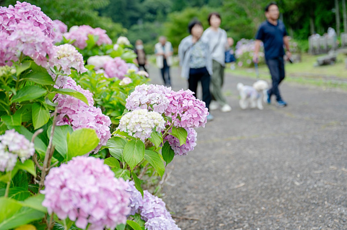 第25回嶺南あじさい鑑賞会】初夏の彩りが広がる下長瀬あじさい公園