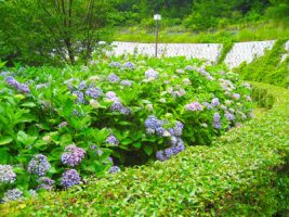 【松山総合公園 紫陽花園】初夏の訪れを華やかに告げる3,500本のあじさい【愛媛/松山市】