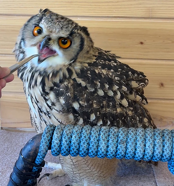 フクロウにエサやり
