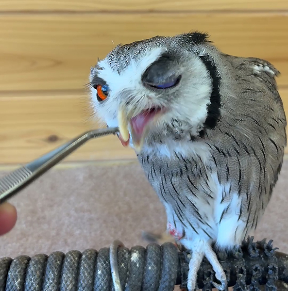 フクロウにエサやり