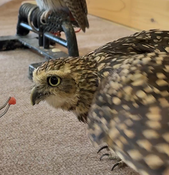 フクロウにエサやり