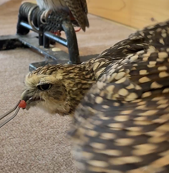 フクロウにエサやり