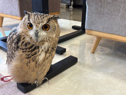 【最新版】フクロウカフェ「ペコの杜」松山店を徹底解説！料金や楽しみ方は？