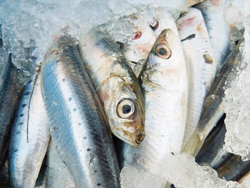【第34回三津の朝市「旬・鮮・味まつり」】 新鮮魚介と地元の魅力があふれる特別な朝! 松山市公設水産地方卸売市場で味わう秋の贅沢(愛媛/松山市)