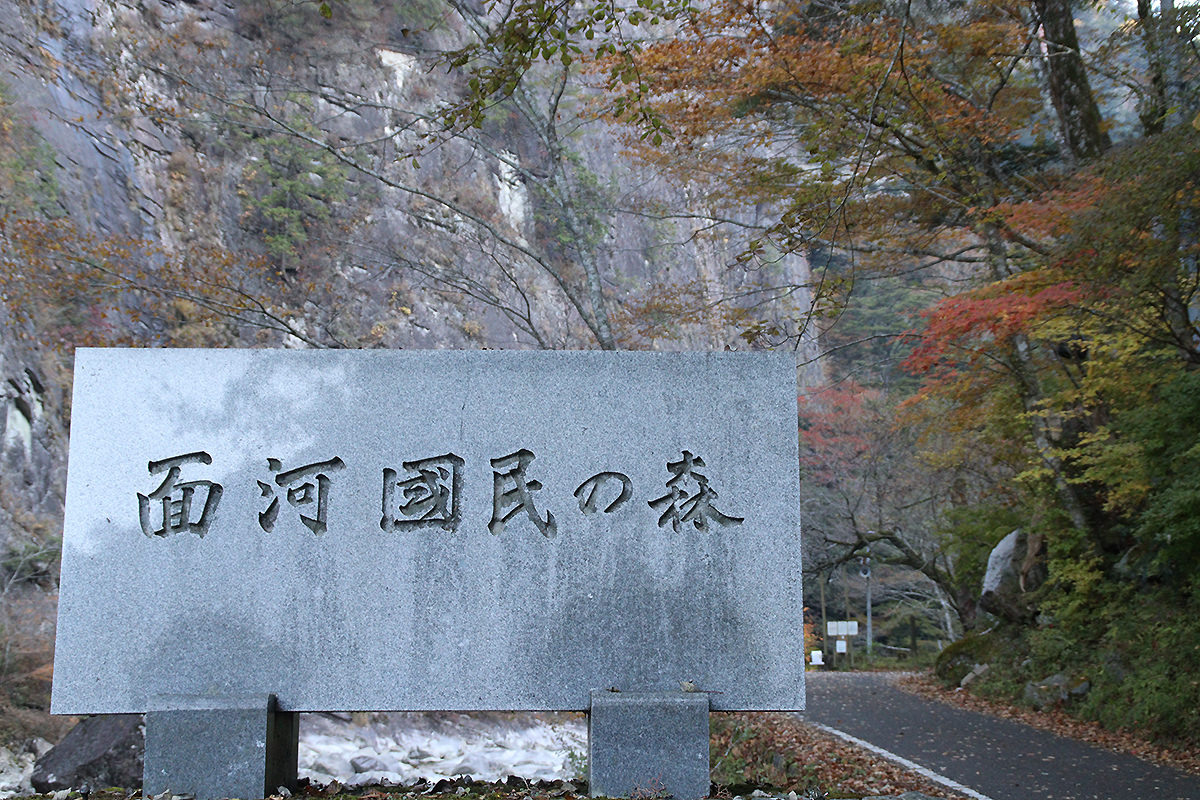 面河渓の紅葉写真　2025年11月15日　午前中に撮影