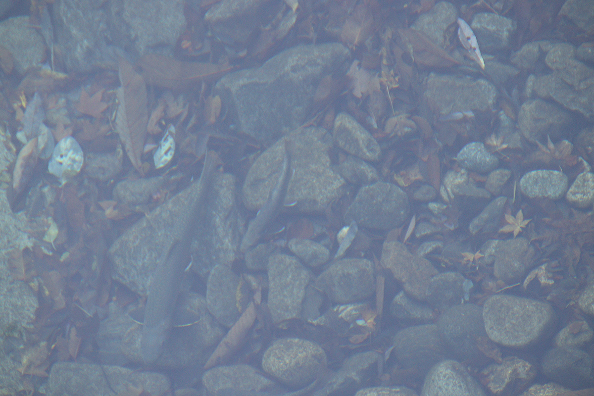 面河渓の紅葉写真　2025年11月15日　午前中に撮影