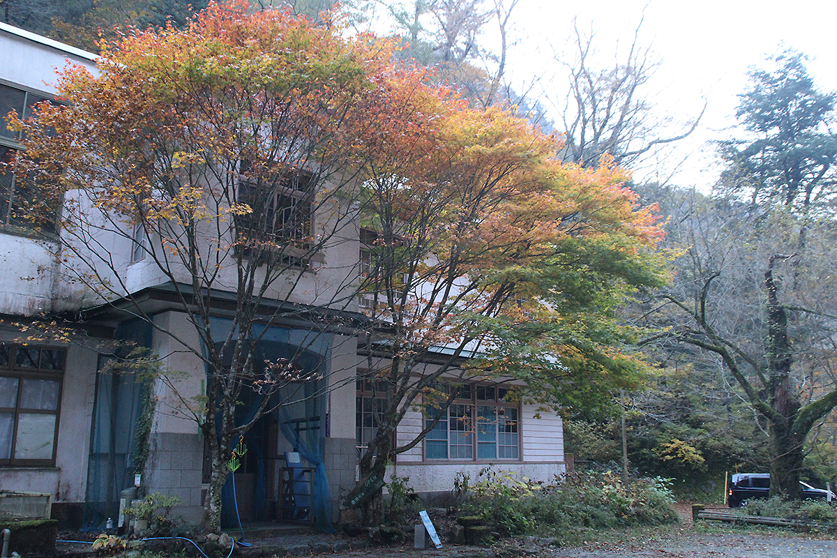 面河渓の紅葉写真　2025年11月15日　午前中に撮影