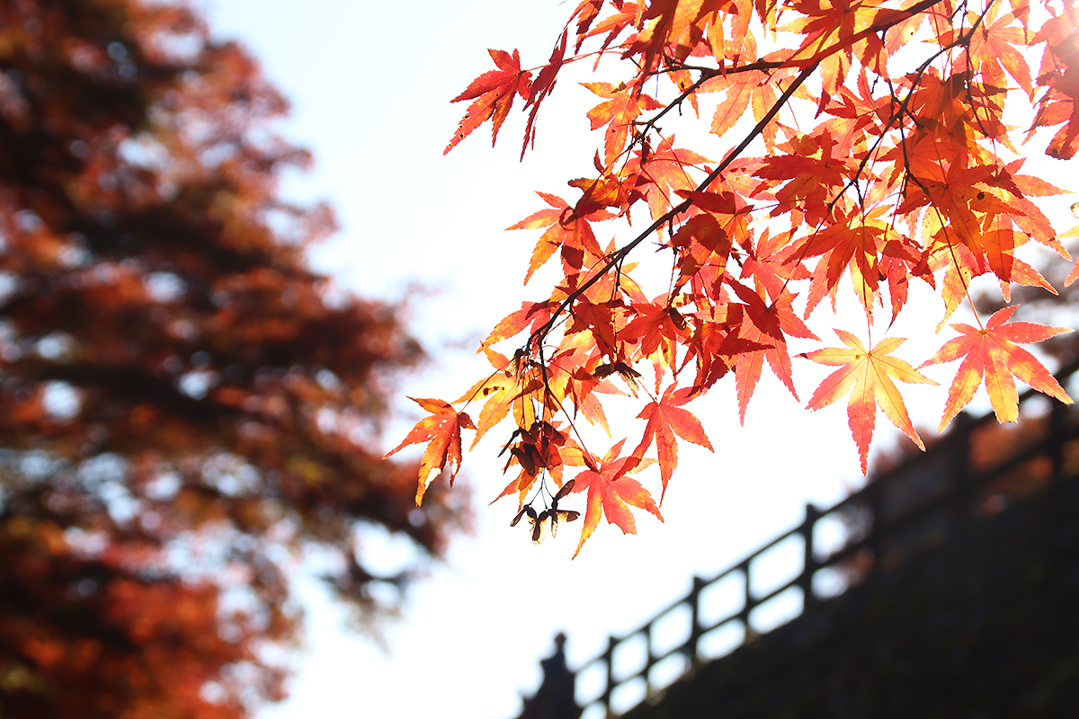 古岩屋の紅葉写真　2025年11月15日　午前中に撮影