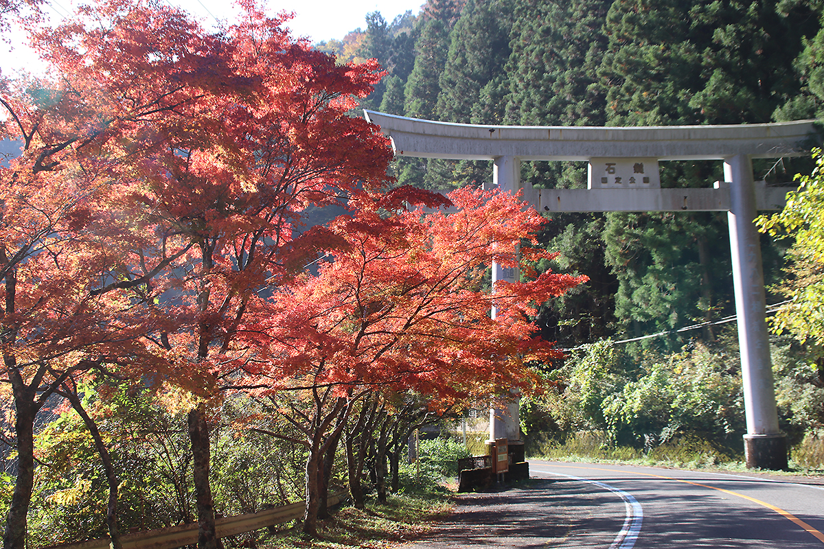 石鎚スカイライン入口の鳥居と紅葉写真　2025年11月15日　午前中に撮影