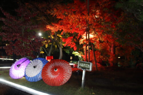 【二之丸庭園 光の庭園】に行ってきた！夜の紅葉と光が織りなす幻想的な秋の夜