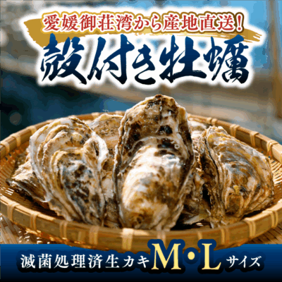 【2026年最新】活かき通販ならこれ！愛媛・愛南町「上甲商会」の牡蠣が選ばれる理由