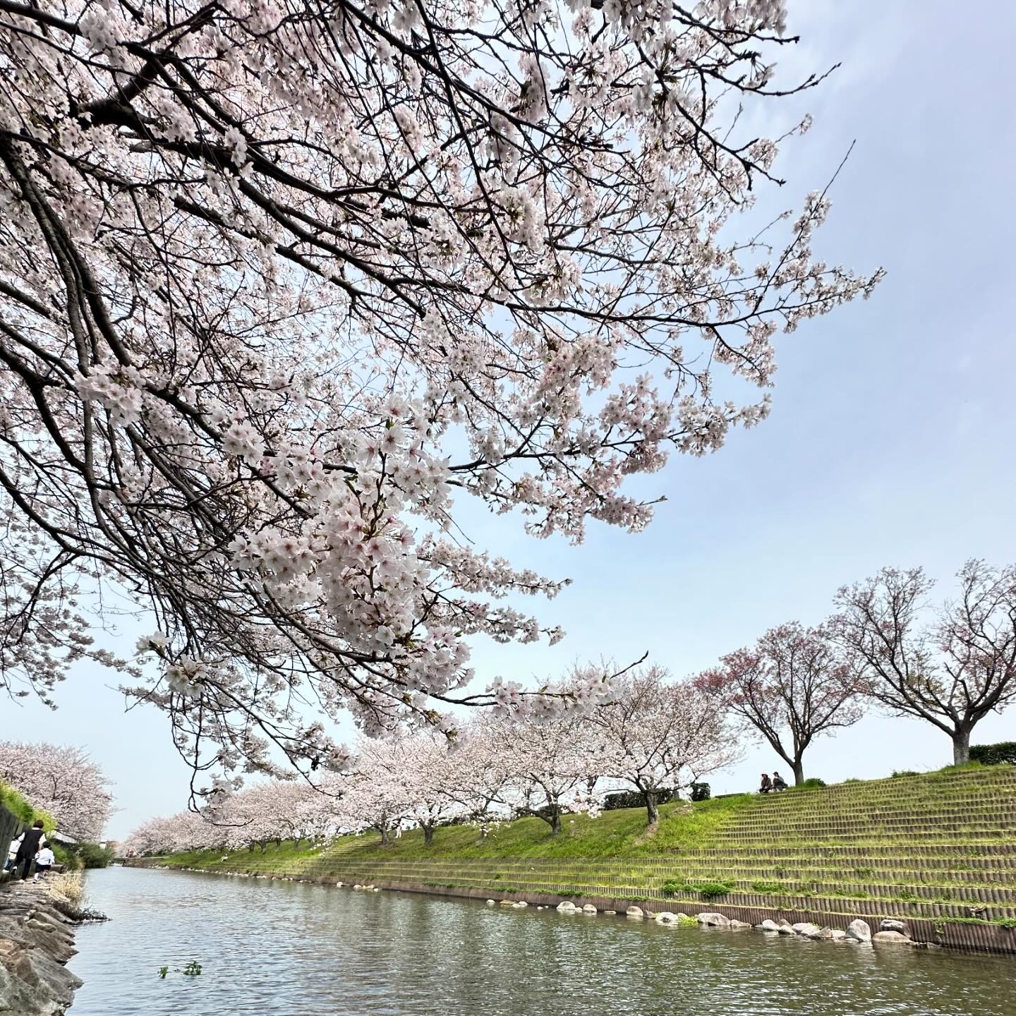 2026_sakura.jpg