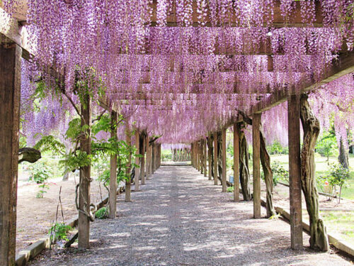 【第27回藤まつり】 大三島藤公園で心癒される花の絶景とふれあい体感【愛媛/今治市】