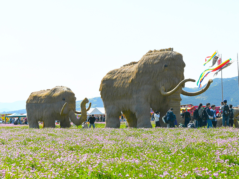 第50回宇和れんげまつり】れんげの花とわらマンモスが彩る春の絶景