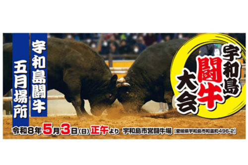 【定期闘牛大会 五月場所】宇和島市営闘牛場で観戦！ 向暑の熱闘、菖蒲の季節に真剣勝負（愛媛/宇和島市）