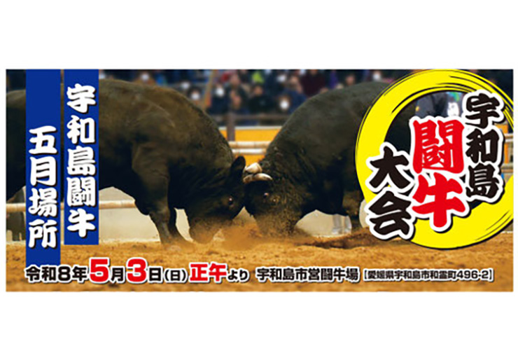 闘牛 定期闘牛大会 五月場所】宇和島市営闘牛場で観戦！ 向暑の熱闘、菖蒲の