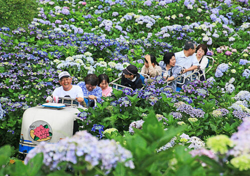 【新宮あじさい祭り】初夏の新宮町で約2万株のあじさいに包まれる特別な時間をあなたに（愛媛/四国中央市）