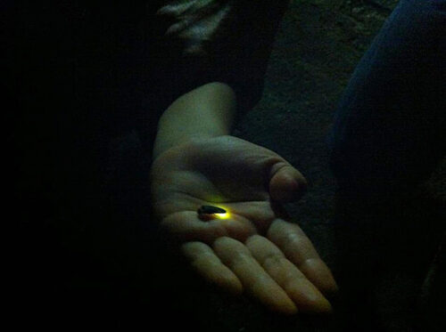 【ほたるの里ふたみ ほたる祭り】幻想的なちょうちん行列で心癒される初夏の夜へ（愛媛/伊予市）