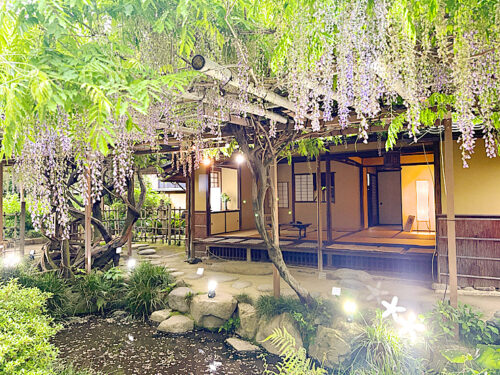 【庚申庵ふじまつり2026】ライトアップされた藤の花が幻想的！（愛媛/松山市・おでかけレポ）