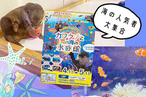 イオンモール新居浜「カワウソと南の海の水族館」で海の人気者に会ってきました！（愛媛/新居浜市・おでかけレポ）