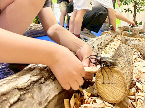 【世界の昆虫展 IN えひめ】ヘラクレスオオカブトにも触れる！子どもが喜ぶ昆虫イベントへ行ってきました（愛媛/松山市・おでかけレポ）