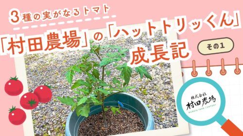 【村田農場売店】プランターでミニトマト栽培｜1株で3種の実ができる人気の苗を育ててみた（愛媛/松山市・おでかけレポ）