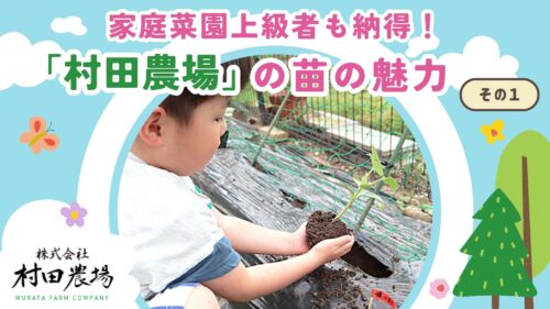 【村田農場売店】90歳代でも20個収穫！？初心者に人気の小玉スイカ「媛小紅」と1株で3種の実がなるトマト苗がすごかった（愛媛/松山市・おでかけレポ）