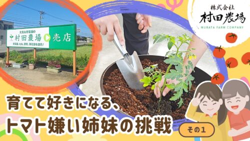 【村田農場売店】初心者でも安心！相談しながら選べる夏野菜の苗（愛媛/松山市・おでかけレポ）