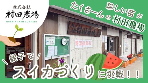 【村田農場売店】種類豊富な苗が魅力！初心者でも安心して始められる野菜づくり（愛媛/松山市・おでかけレポ）