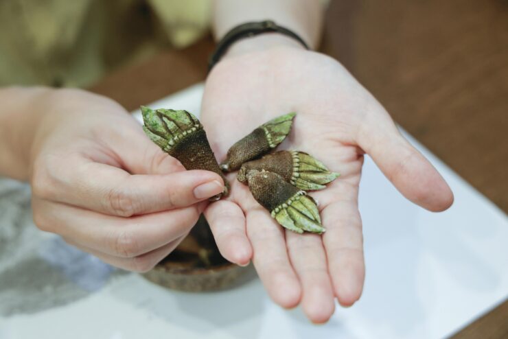 三崎の海岩でとれる「カメノテ」剥き体験
