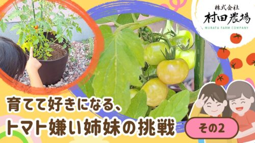 【村田農場売店】初心者でも安心！相談しながら選べる夏野菜の苗（愛媛/松山市・おでかけレポ）