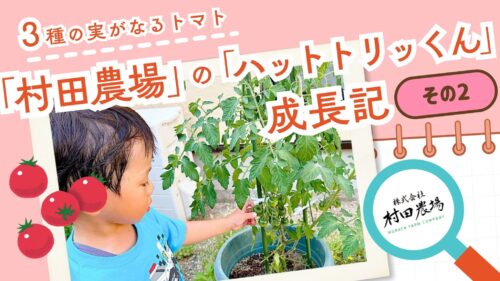 【村田農場売店】プランターでミニトマト栽培｜1株で3種の実ができる人気の苗を育ててみた（愛媛/松山市・おでかけレポ）