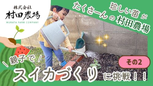 【村田農場売店】種類豊富な苗が魅力！初心者でも安心して始められる野菜づくり（愛媛/松山市・おでかけレポ）