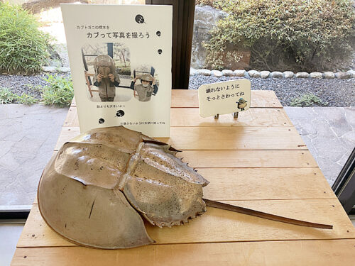 自由研究にぴったり♪生きた化石「カブトガニ」に出会える「西条市立東予郷土館」（愛媛/西条市・おでかけレポ）