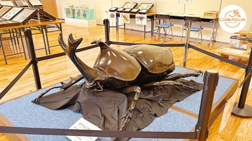 【四国西予ジオミュージアム「昆虫展」】見て・触れて昆虫の世界を探ろう！（愛媛/西予市・にこひめプロジェクト）