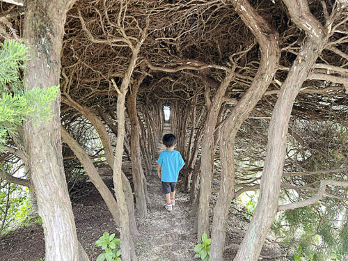 【王子の森公園】まるでトトロの世界！木のトンネルやSLが楽しめる駐車場ありの公園（愛媛/八幡浜市・おでかけレポ）