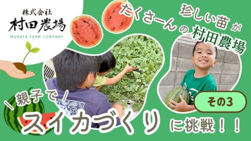 【村田農場売店】種類豊富な苗が魅力！初心者でも安心して始められる野菜づくり（愛媛/松山市・おでかけレポ）